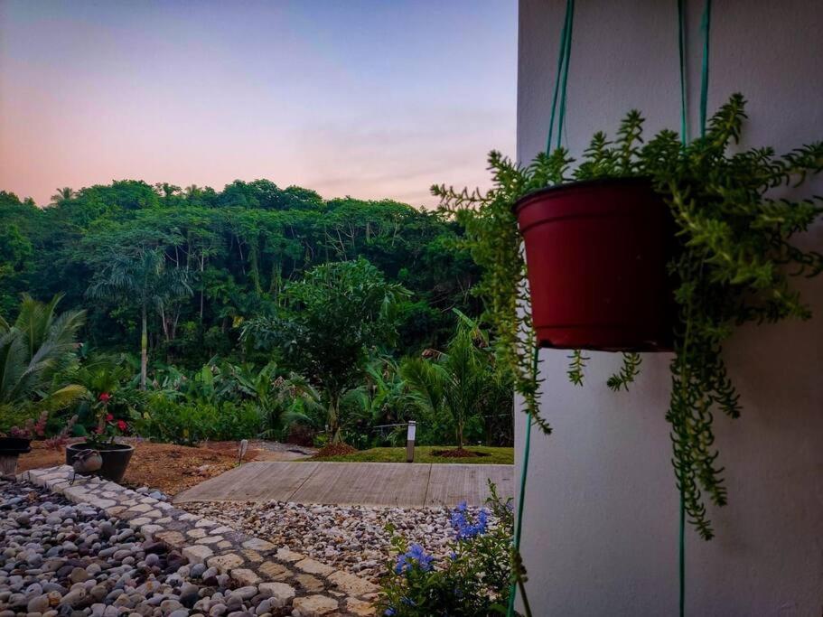 The Willow Apartment Ocho Rios Ngoại thất bức ảnh